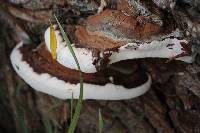 Ganoderma applanatum image