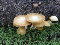 Bolbitius titubans image