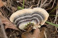 Trametes versicolor image