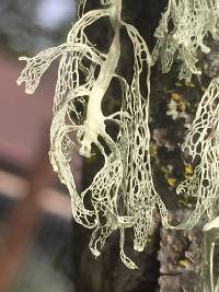 Ramalina menziesii image