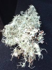 Usnea intermedia image