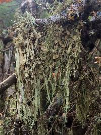 Ramalina leptocarpha image