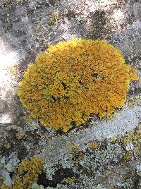 Xanthoria parietina var. parietina image