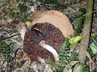 Agrocybe parasitica image