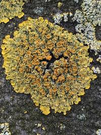 Xanthoria parietina var. parietina image