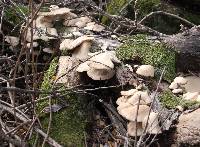 Pleurotus ostreatus image