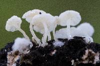 Hemimycena candida image