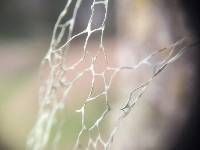 Ramalina menziesii image