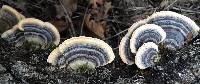 Trametes versicolor image