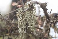 Ramalina leptocarpha image