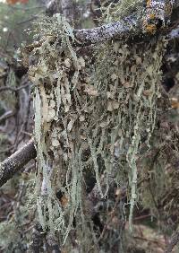 Ramalina leptocarpha image