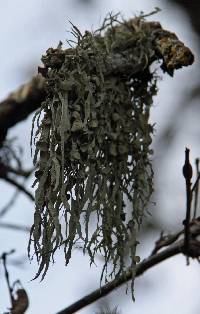 Ramalina leptocarpha image