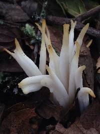 Clavaria fragilis image