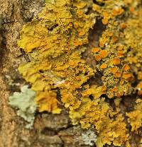 Xanthoria parietina var. parietina image