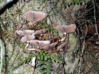 Agrocybe parasitica image