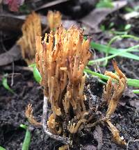 Ramaria stricta image