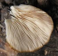 Pleurotus ostreatus image