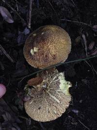 Suillus fuscotomentosus image