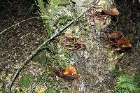 Agrocybe parasitica image