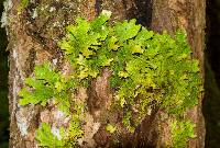 Lobaria pulmonaria image