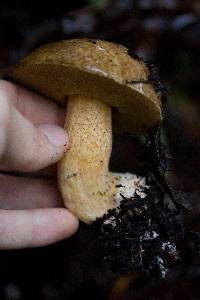 Suillus fuscotomentosus image