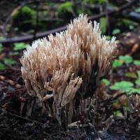 Ramaria stricta image