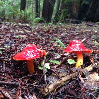 Hygrocybe coccinea image