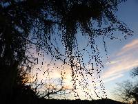 Ramalina menziesii image