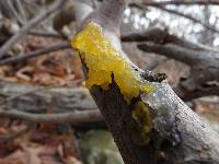 Tremella mesenterica image