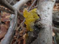 Tremella mesenterica image