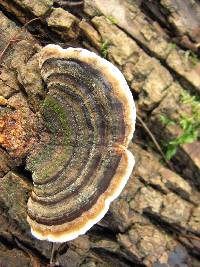 Trametes versicolor image