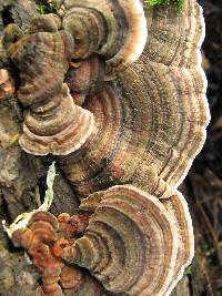 Trametes versicolor image