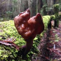 Gyromitra infula image