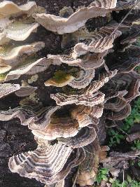 Trametes versicolor image