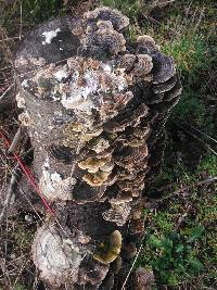 Trametes versicolor image