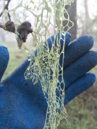 Ramalina menziesii image