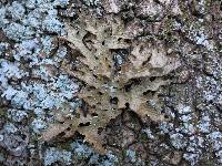 Lobaria pulmonaria image