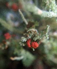 Cladonia macilenta image