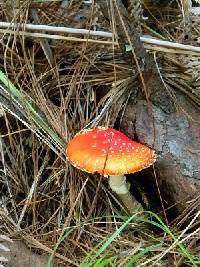 Amanita muscaria image