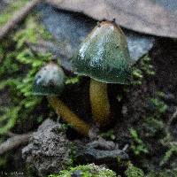 Hygrocybe psittacina var. psittacina image