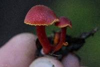 Hygrocybe coccinea image