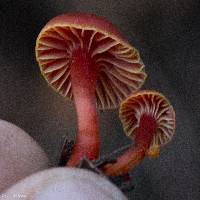 Hygrocybe coccinea image