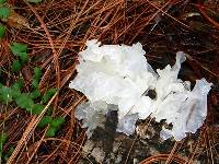 Tremella fuciformis image