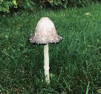 Coprinus comatus image