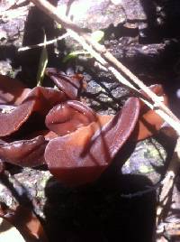 Auricularia auricula-judae image