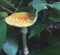 Amanita muscaria image