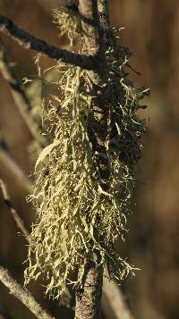 Ramalina farinacea image