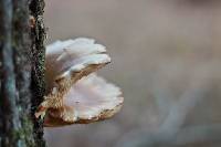 Pleurotus ostreatus image