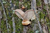 Pleurotus ostreatus image