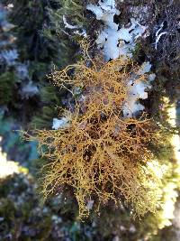 Usnea rubicunda image